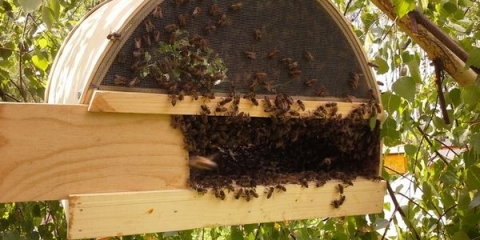 Kako napraviti uradi sam ikra